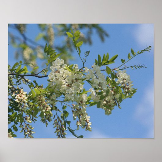 Delicate White Locust Flower Blossom Blue Sky Poster (Voorkant)