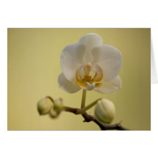 Delicate White Orchid