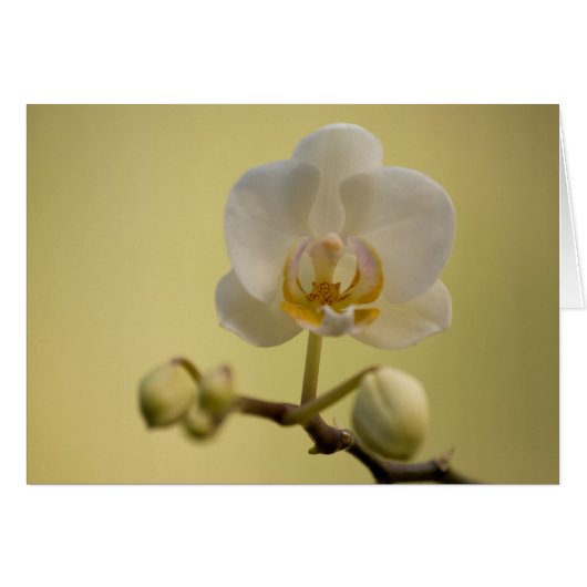 Delicate White Orchid (Voorkant Horizontaal)