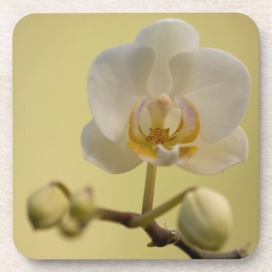 Delicate White Orchid Drankjes Onderzetter (Voorkant)