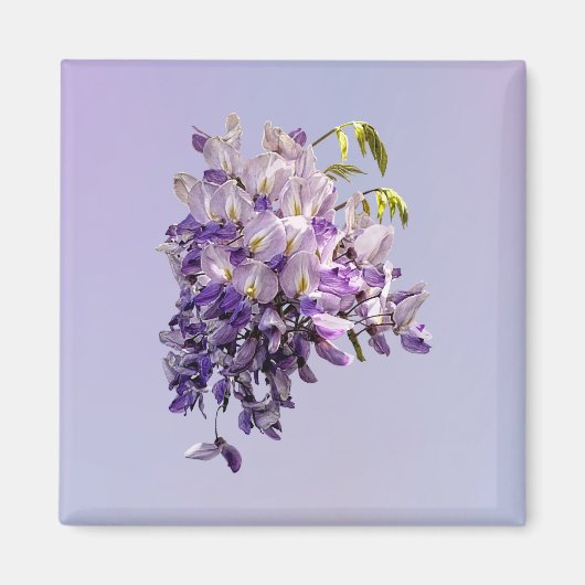 Delicate Wisteria Magneet (Voorkant)