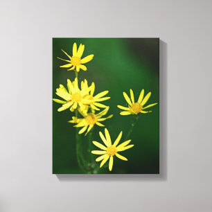 Delicate Yellow Daisy Wildbloemen Canvas Afdruk