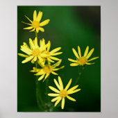 Delicate Yellow Daisy Wildbloemen Poster (Voorkant)