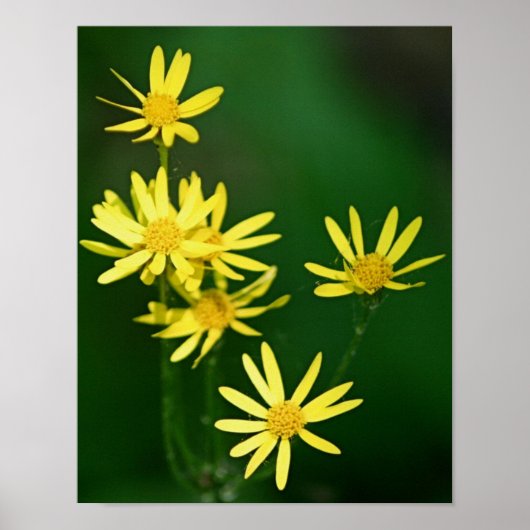 Delicate Yellow Daisy Wildbloemen Poster (Voorkant)