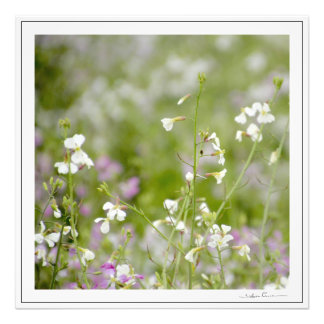 Delicatee wilde bloemen, wit en roze. door Sidhart Foto Afdruk