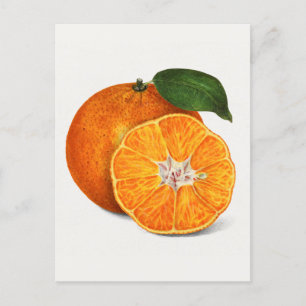 Delicious Oranje tangerinevruchten Briefkaart