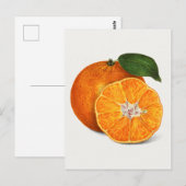 Delicious Oranje tangerinevruchten Briefkaart (Voorkant / Achterkant)