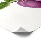 Delicious Paarse plum in een vertakking die schild Poster (Hoek)