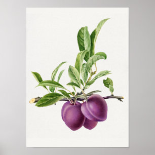 Delicious Paarse plum in een vertakking die schild Poster