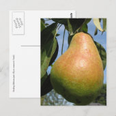 Delicious Pear Briefkaart (Voorkant / Achterkant)