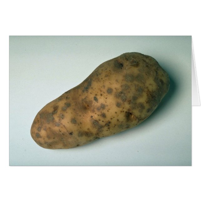 Delicious Potato (Voorkant Horizontaal)
