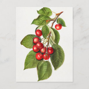 Delicious Red Cherries Fruit Waterverf Painting Briefkaart