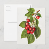Delicious Red Cherries Fruit Waterverf Painting Briefkaart (Voorkant / Achterkant)
