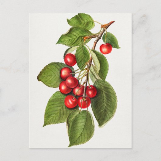 Delicious Red Cherries Fruit Waterverf Painting Briefkaart (Voorkant)