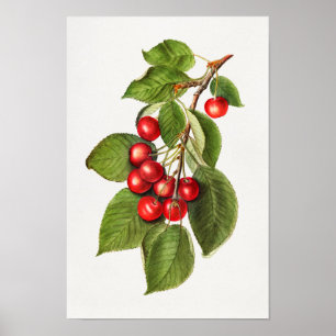Delicious Red Cherries Fruit Waterverf Painting Poster