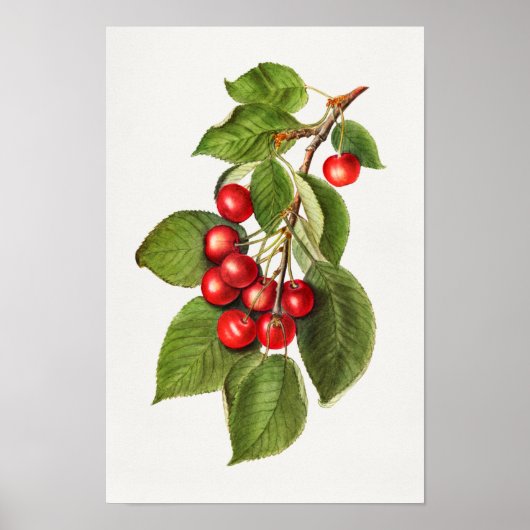 Delicious Red Cherries Fruit Waterverf Painting Poster (Voorkant)