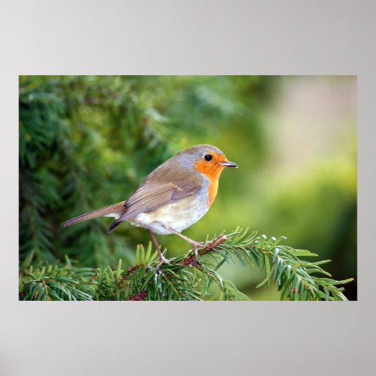 Delight van natuur poster (Voorkant)