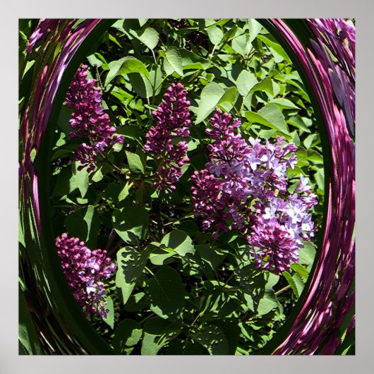 Delighted Lilacs..... Poster (Voorkant)