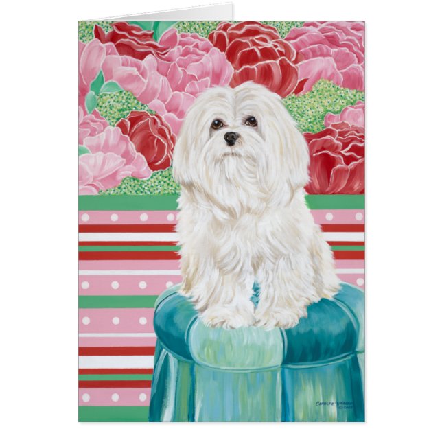 Della Roos Maltese (Voorkant)