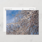 Delmar Loop in december Briefkaart (Voorkant / Achterkant)