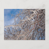 Delmar Loop in december Briefkaart (Voorkant)