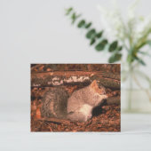 Delmarva Penninsula Fox Squirrel Briefkaart (Staand voorkant)