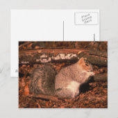 Delmarva Penninsula Fox Squirrel Briefkaart (Voorkant / Achterkant)