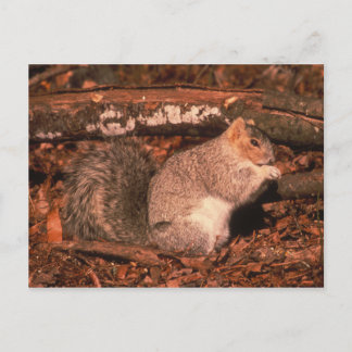 Delmarva Penninsula Fox Squirrel Briefkaart