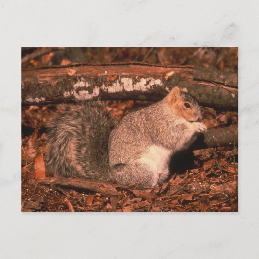 Delmarva Penninsula Fox Squirrel Briefkaart (Voorkant)