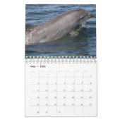 Delphin Kalender (Mar 2026)