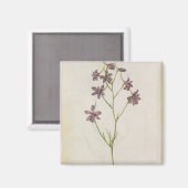 Delphinium ajacis, c.1568 magneet (Voorkant / Achterkant)