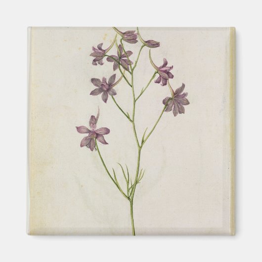 Delphinium ajacis, c.1568 magneet (Voorkant)