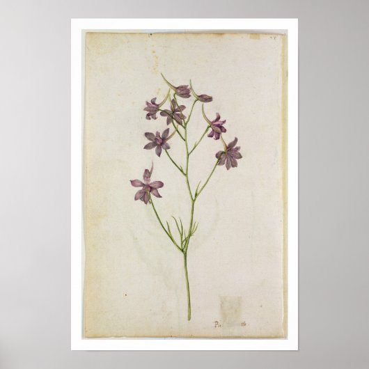 Delphinium ajacis, c.1568 poster (Voorkant)
