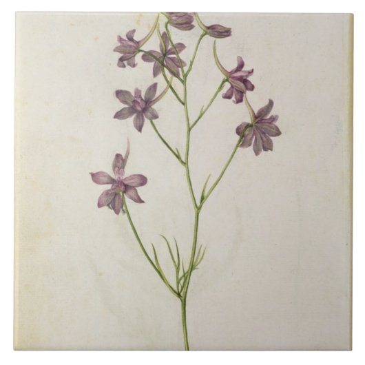 Delphinium ajacis, c.1568 tegeltje (Voorkant)