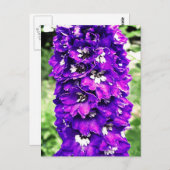 Delphinium Briefkaart (Voorkant / Achterkant)