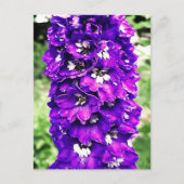 Delphinium Briefkaart (Voorkant)