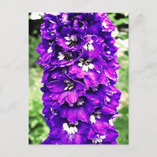 Delphinium Briefkaart (Voorkant)