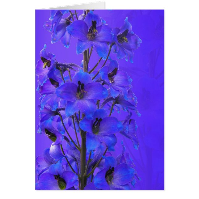 Delphinium-fotografische kaart voor elke dag (Voorkant)
