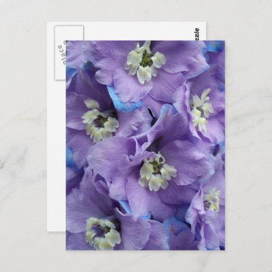 Delphinium Morning Light Briefkaart (Voorkant / Achterkant)