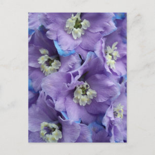 Delphinium Morning Light Briefkaart