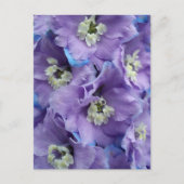 Delphinium Morning Light Briefkaart (Voorkant)