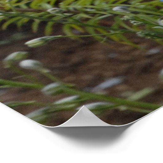 Delphinium Poster (Hoek)