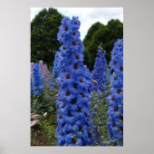 Delphinium Poster (Voorkant)