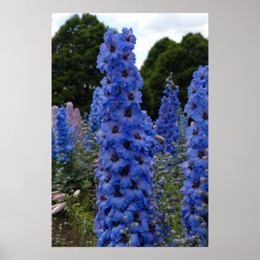 Delphinium Poster (Voorkant)