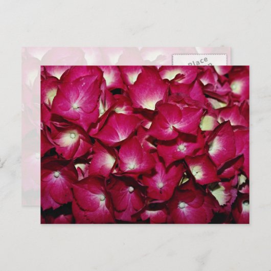 Delphiniumbloemen Briefkaart (Voorkant / Achterkant)