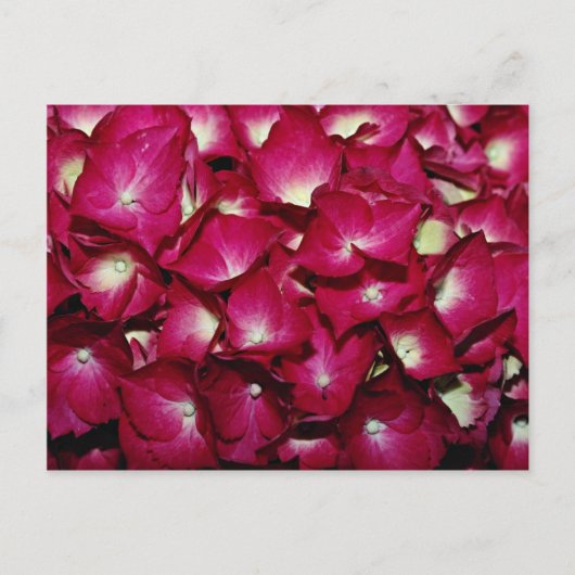 Delphiniumbloemen Briefkaart (Voorkant)