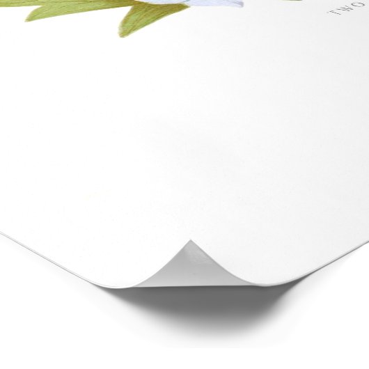 Delphiniums Poster (Hoek)