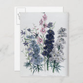 Delphiniums, van de "damestuin" briefkaart (Voorkant / Achterkant)
