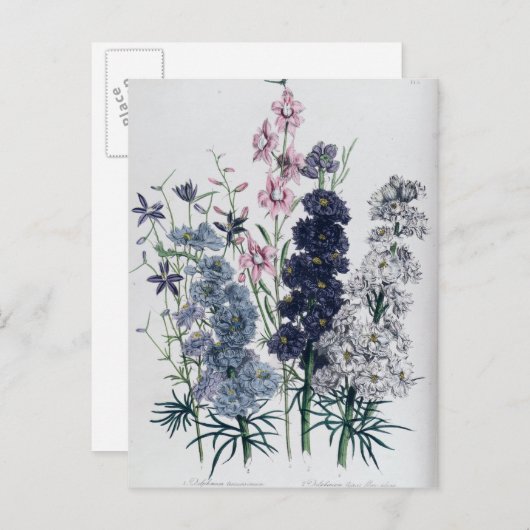 Delphiniums, van de "damestuin" briefkaart (Voorkant / Achterkant)