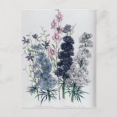 Delphiniums, van de "damestuin" briefkaart (Voorkant)